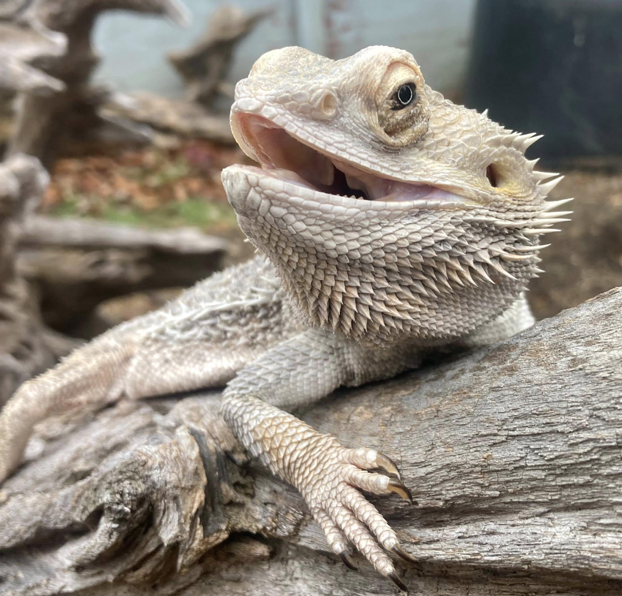 Cosmo, a Adoptable Bearded Dragon in Palmerton, PA image 2/3