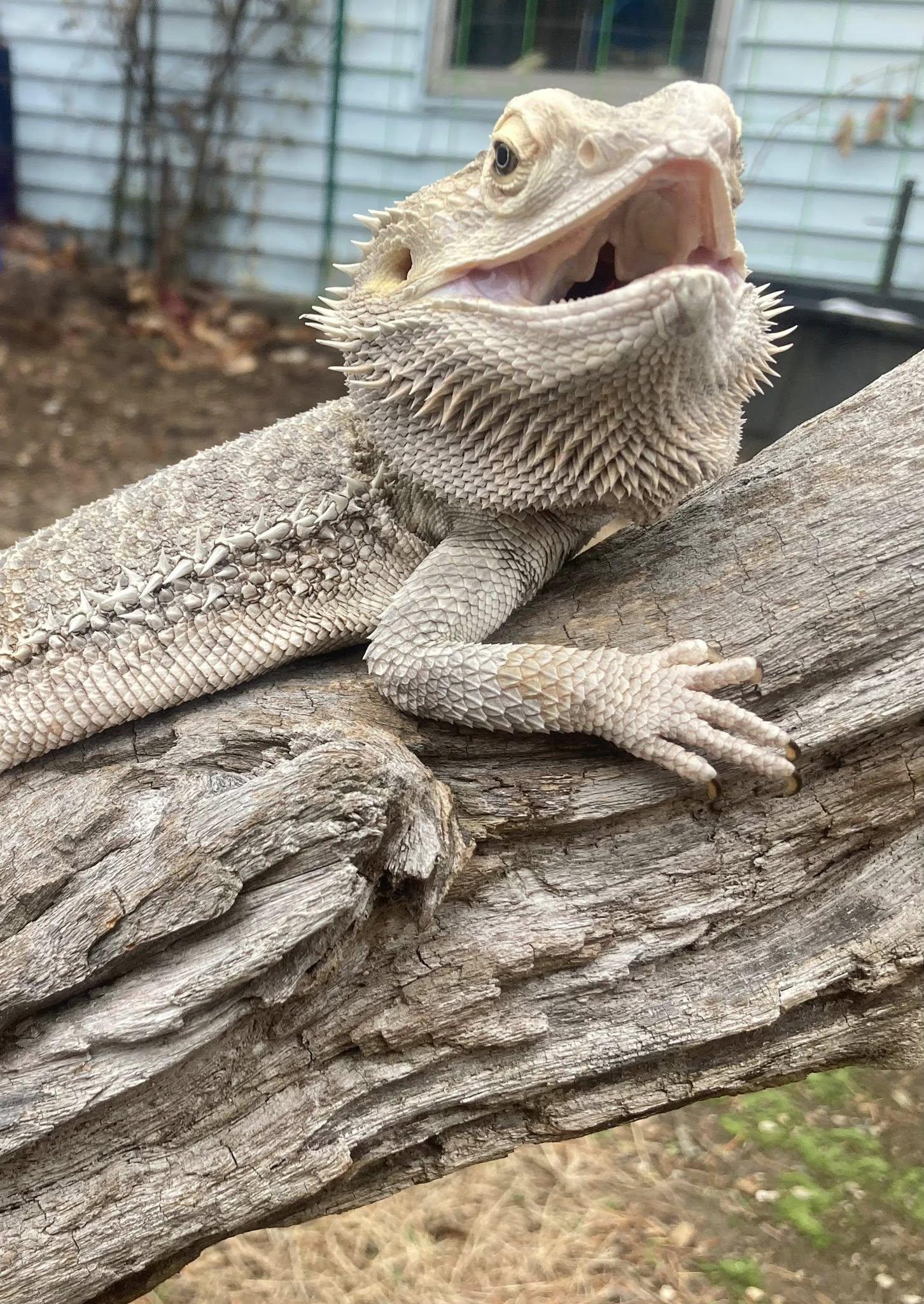Cosmo, a Adoptable Bearded Dragon in Palmerton, PA image 1/3