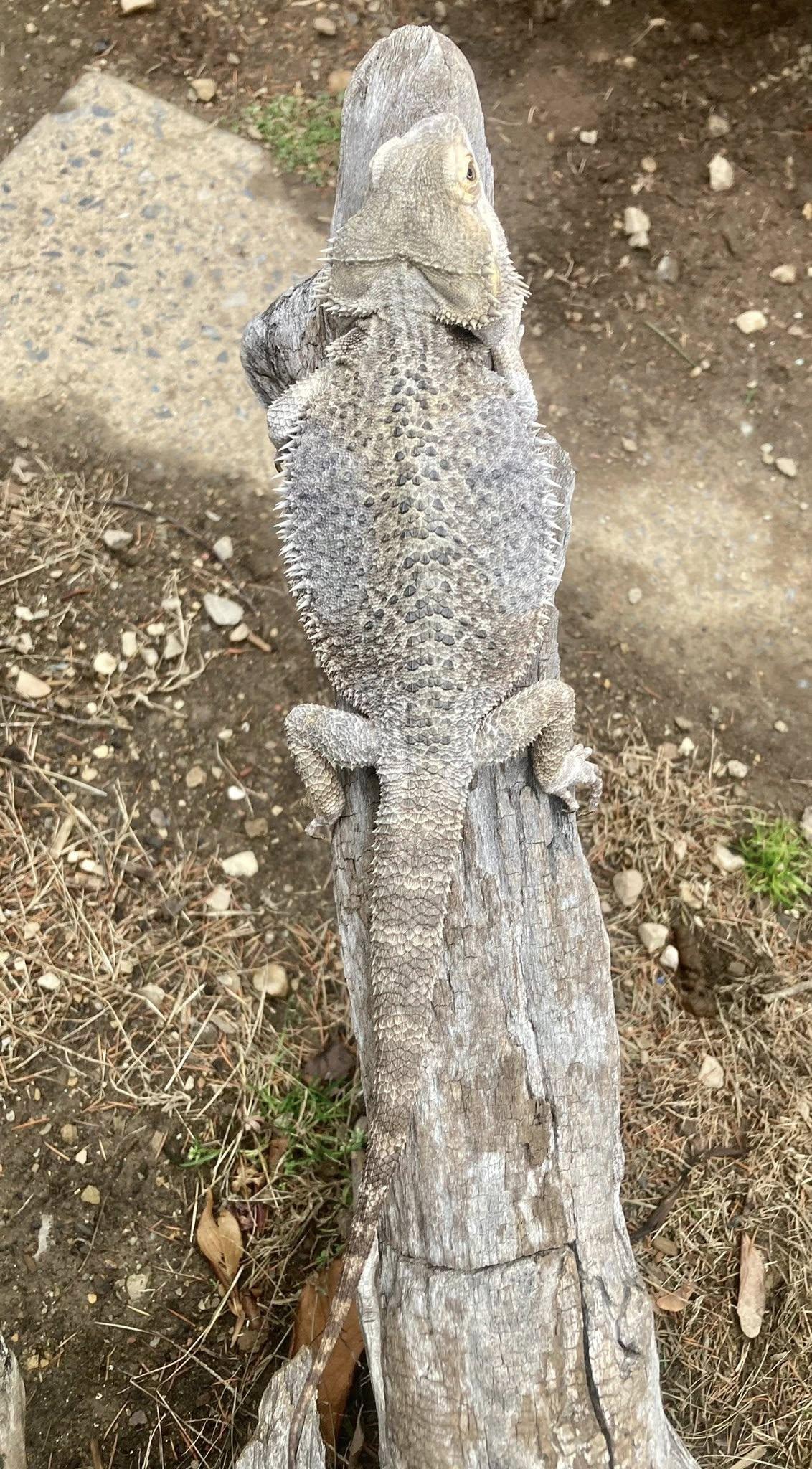 Cosmo, a Adoptable Bearded Dragon in Palmerton, PA image 3/3