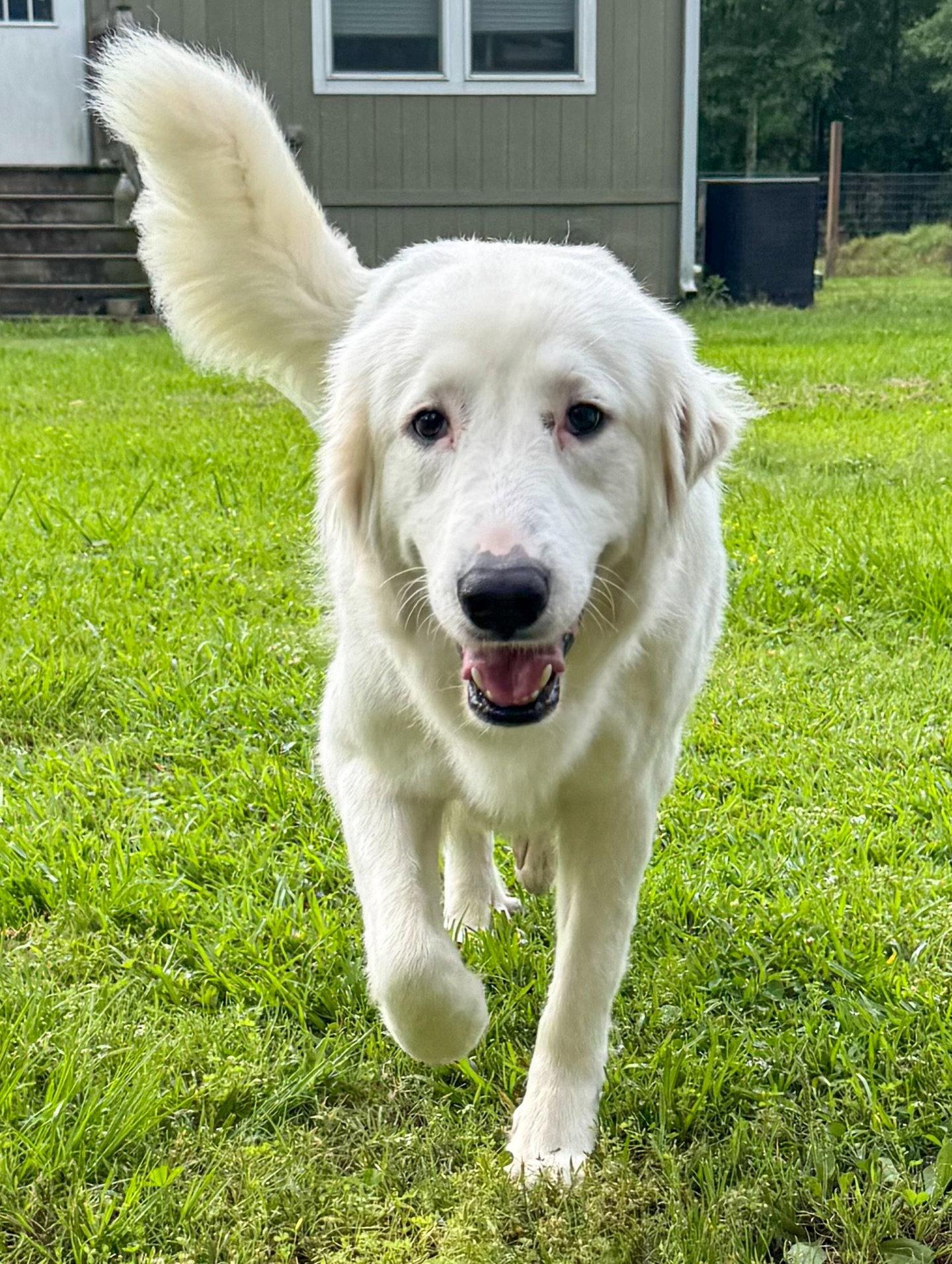 Enlarge Skyler, a Adoptable Great Pyrenees in Houston, TX image 1/3