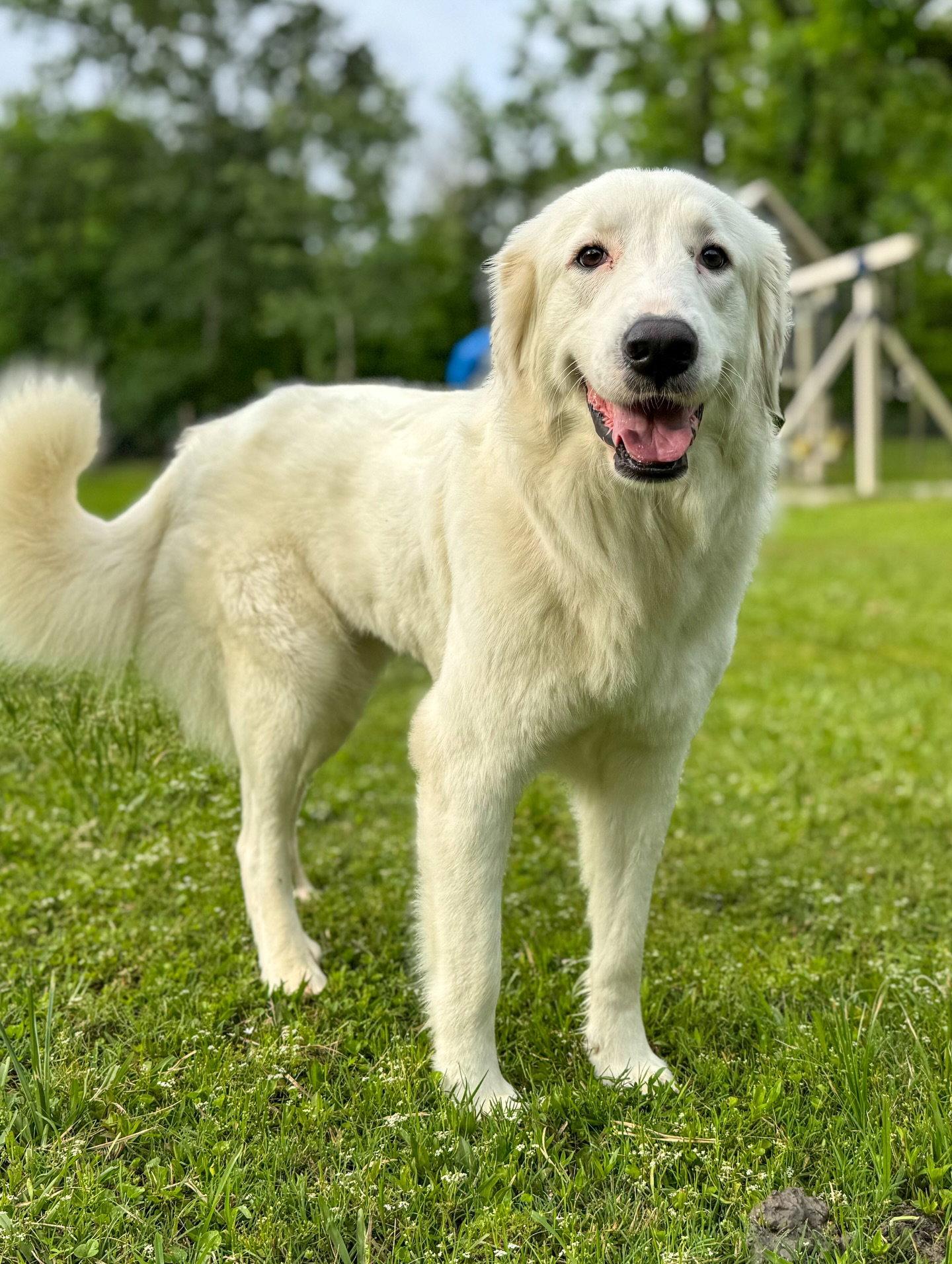Enlarge Skyler, a Adoptable Great Pyrenees in Houston, TX image 2/3