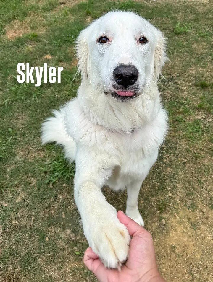 Skyler (aka Skye), a Adoptable Great Pyrenees in Houston, TX image 3/3