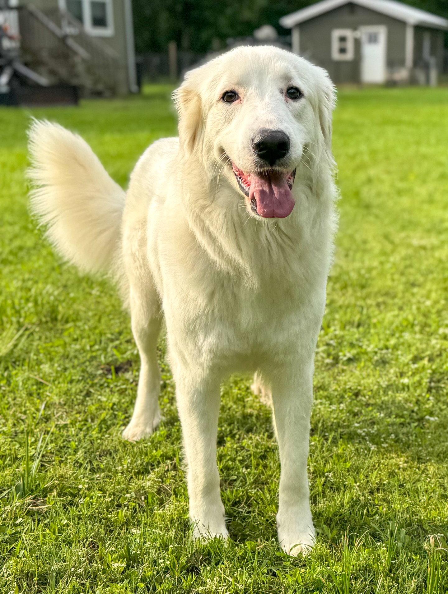 Enlarge Skyler, a Adoptable Great Pyrenees in Houston, TX image 3/3