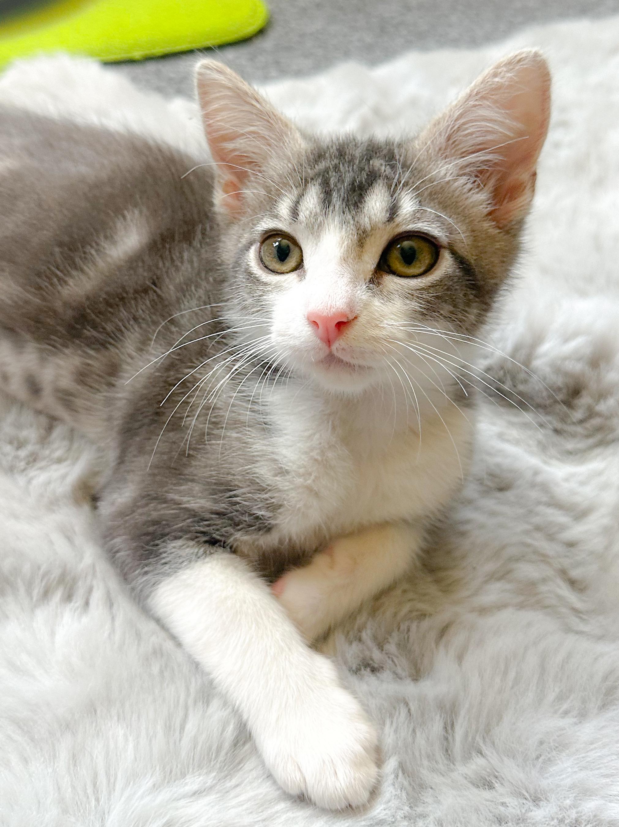 Zuzu, an adopted Tabby in Oakley, CA image 2/4