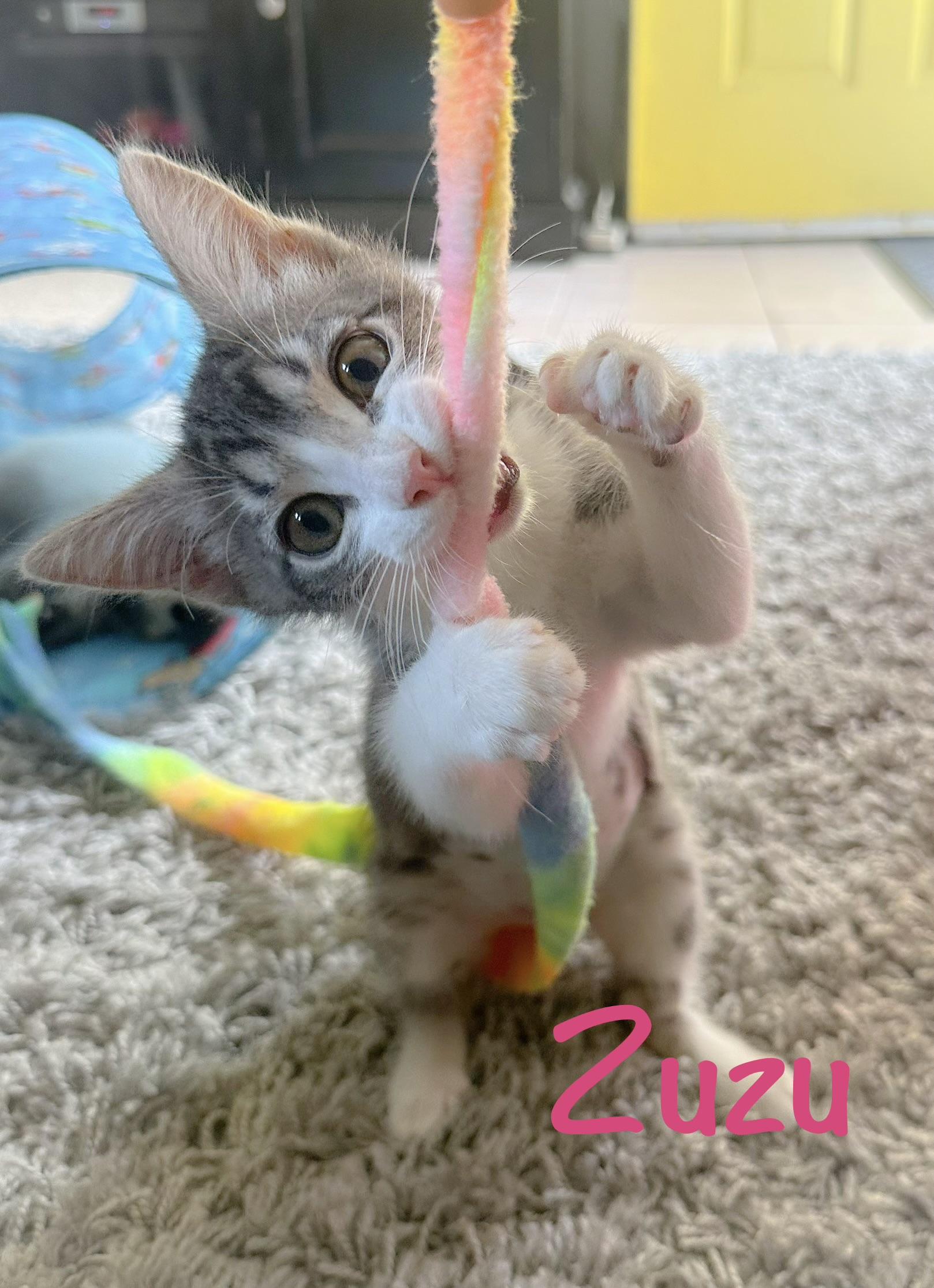 Zuzu, adopted, Kitten Female Tabby.