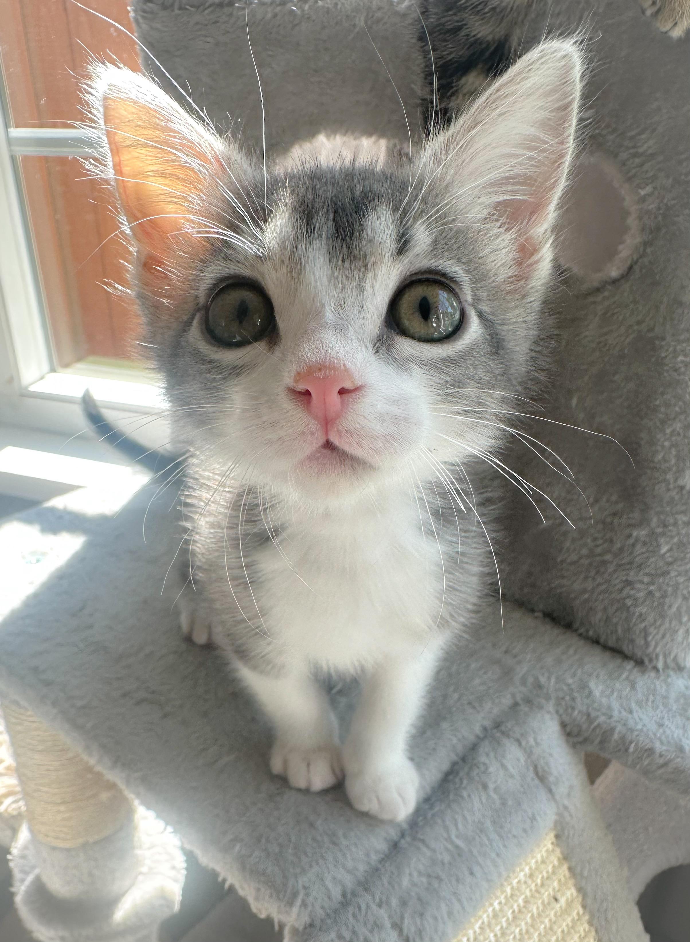 Zuzu, an adopted Tabby in Oakley, CA image 4/4