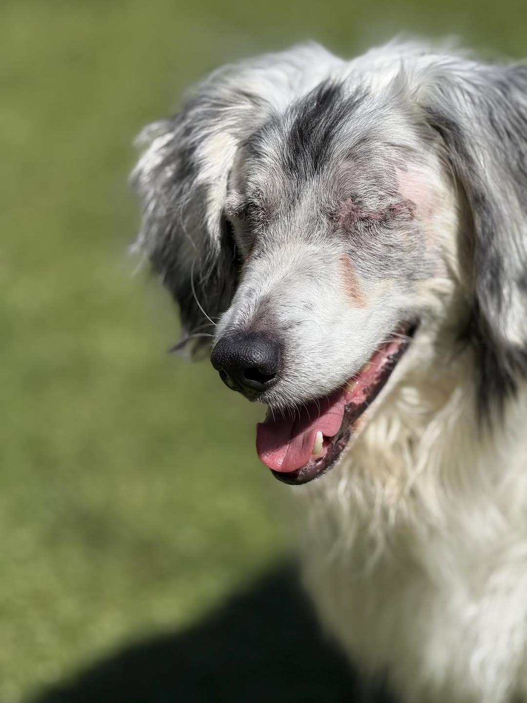 Odin, Adoptable, Senior Male Australian Shepherd.