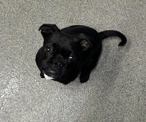 Luna, Adoptable, Adult Female Pug.