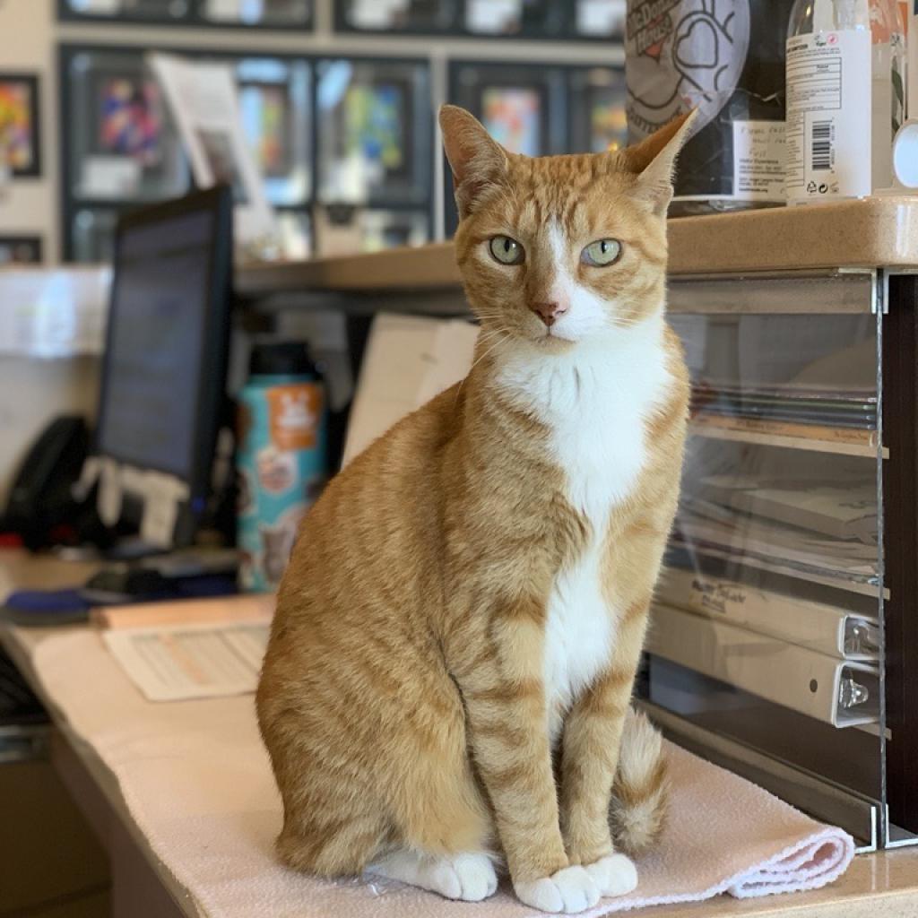 Koda — thumbnail 2