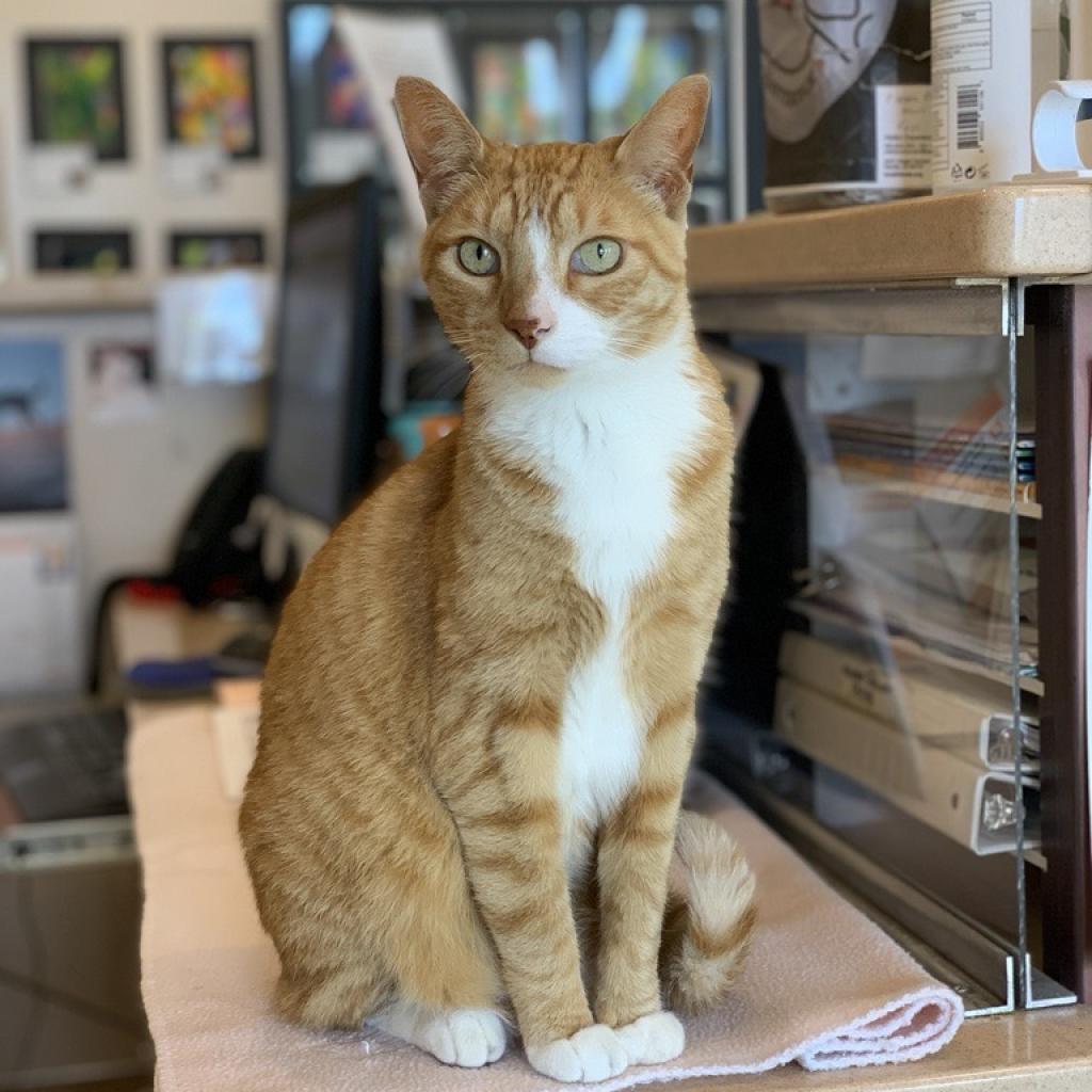 Koda — thumbnail 4