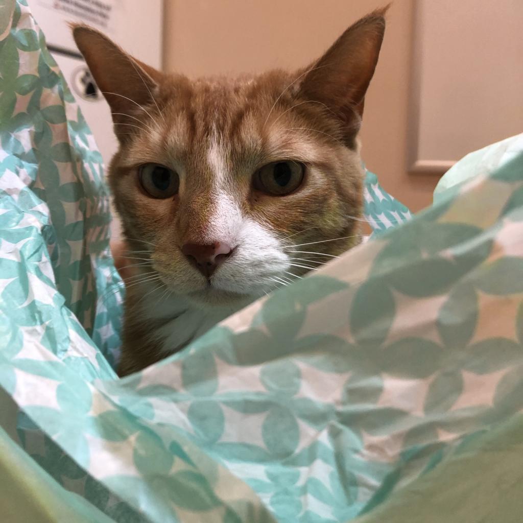 Koda — thumbnail 5