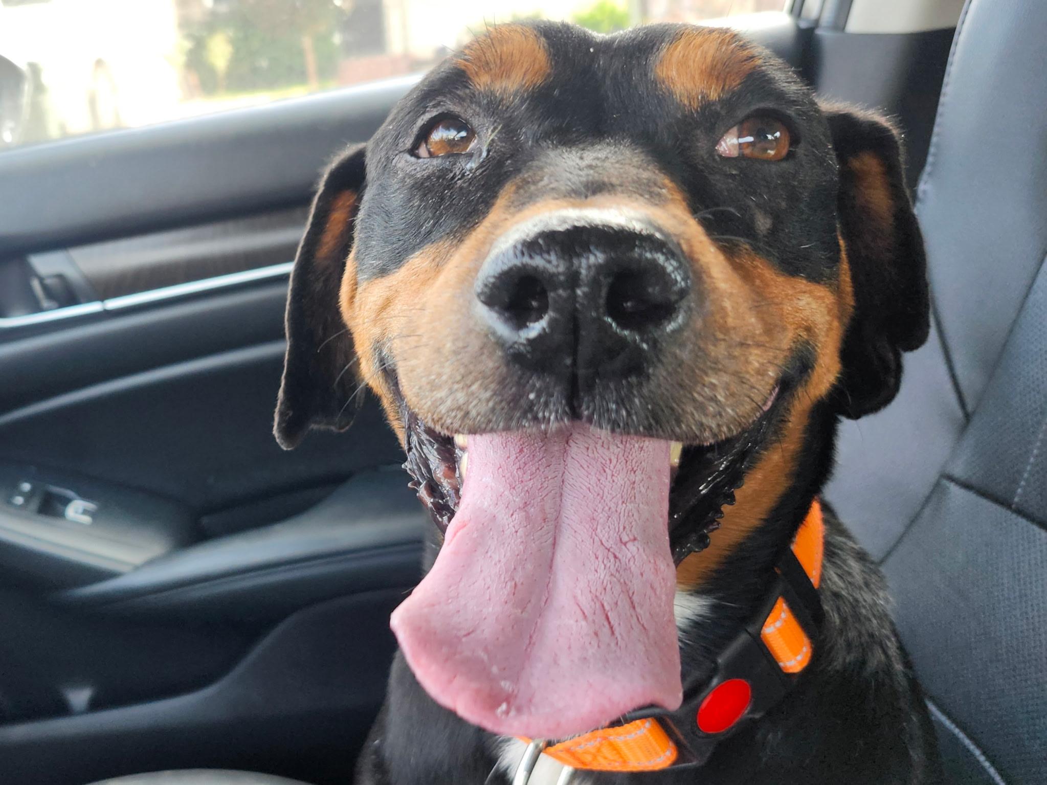 Enlarge Holden, a Adoptable mixed breed in Sacramento, CA image 1/4