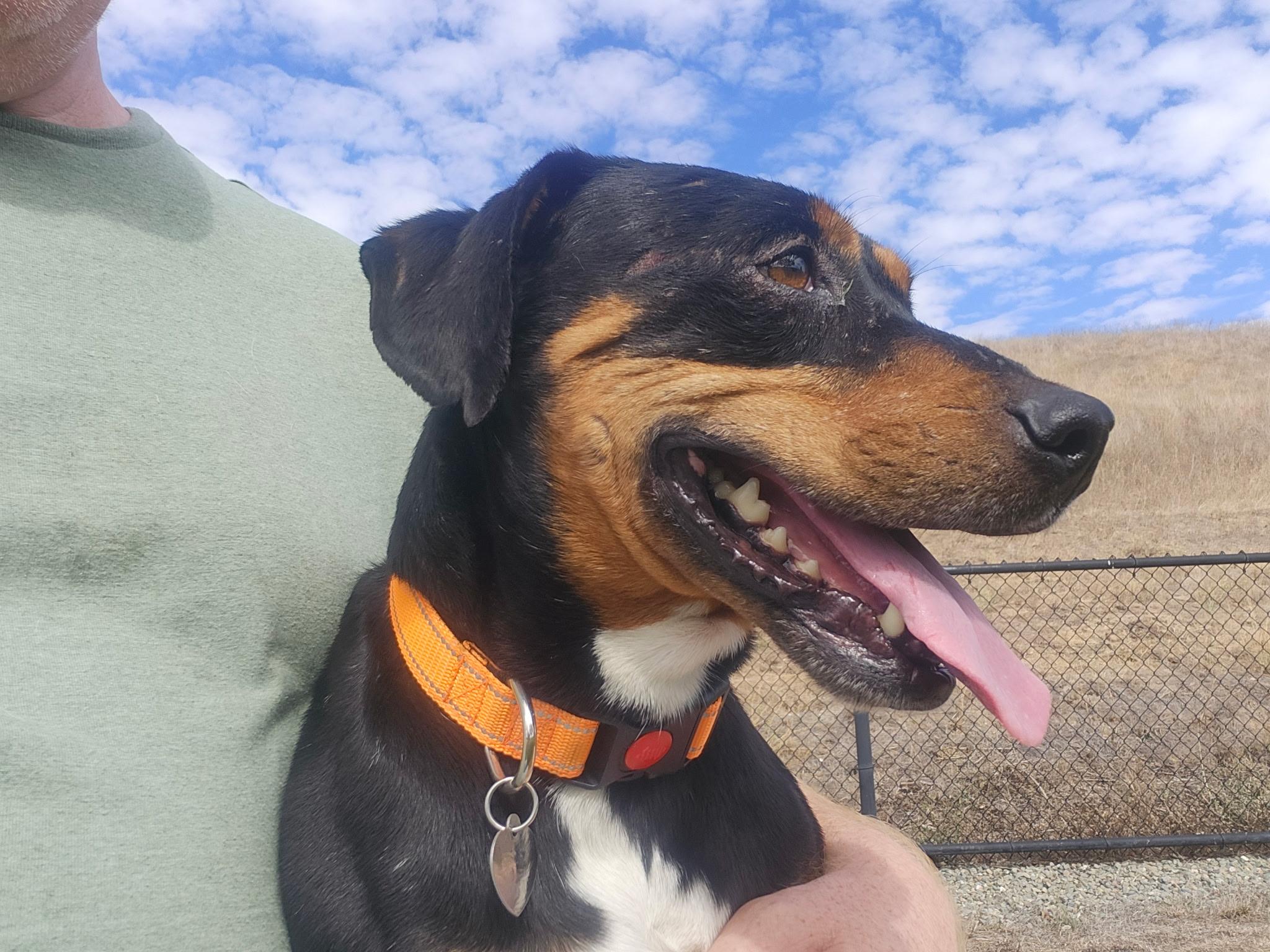 Enlarge Holden, a Adoptable mixed breed in Sacramento, CA image 4/4