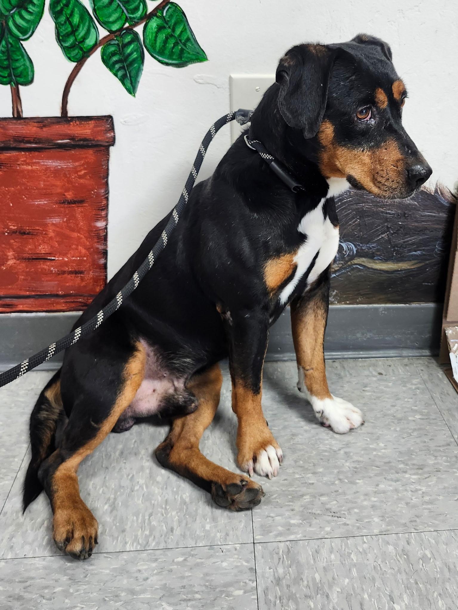 Enlarge Holden, a Adoptable mixed breed in Sacramento, CA image 2/4