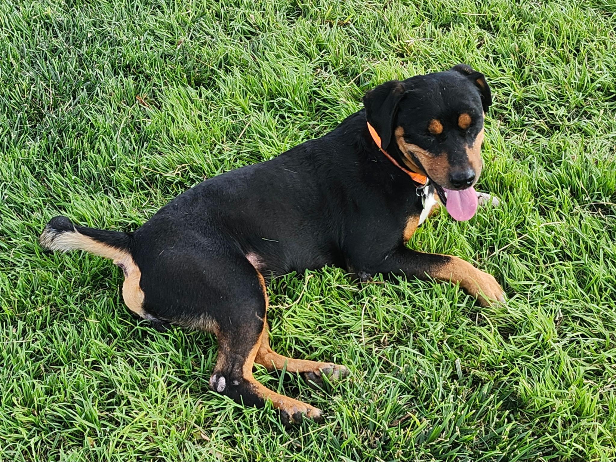 Enlarge Holden, a Adoptable mixed breed in Sacramento, CA image 3/4