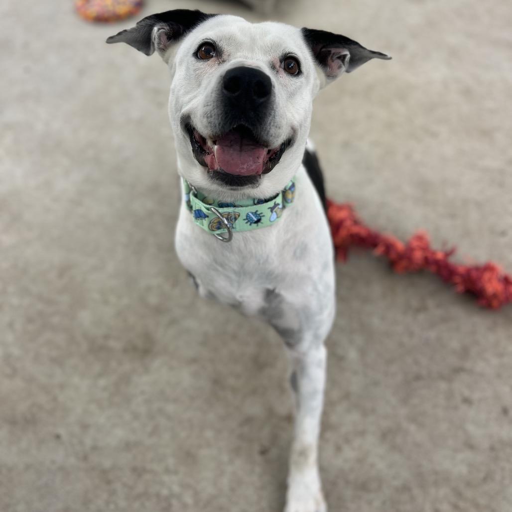 Skipper, Adoptable, Adult Female Pit Bull Terrier & Mixed Breed.