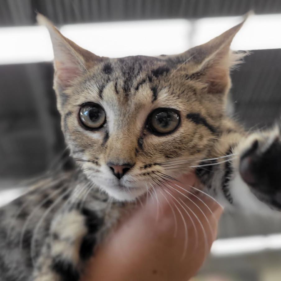 Nandi Bear, Adoptable, Young Female Domestic Short Hair.