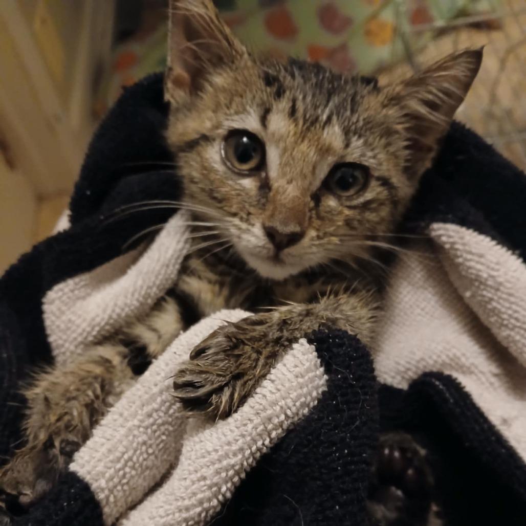 Enlarge Nandi Bear, a Adoptable Domestic Short Hair in Winchester, VA image 2/2