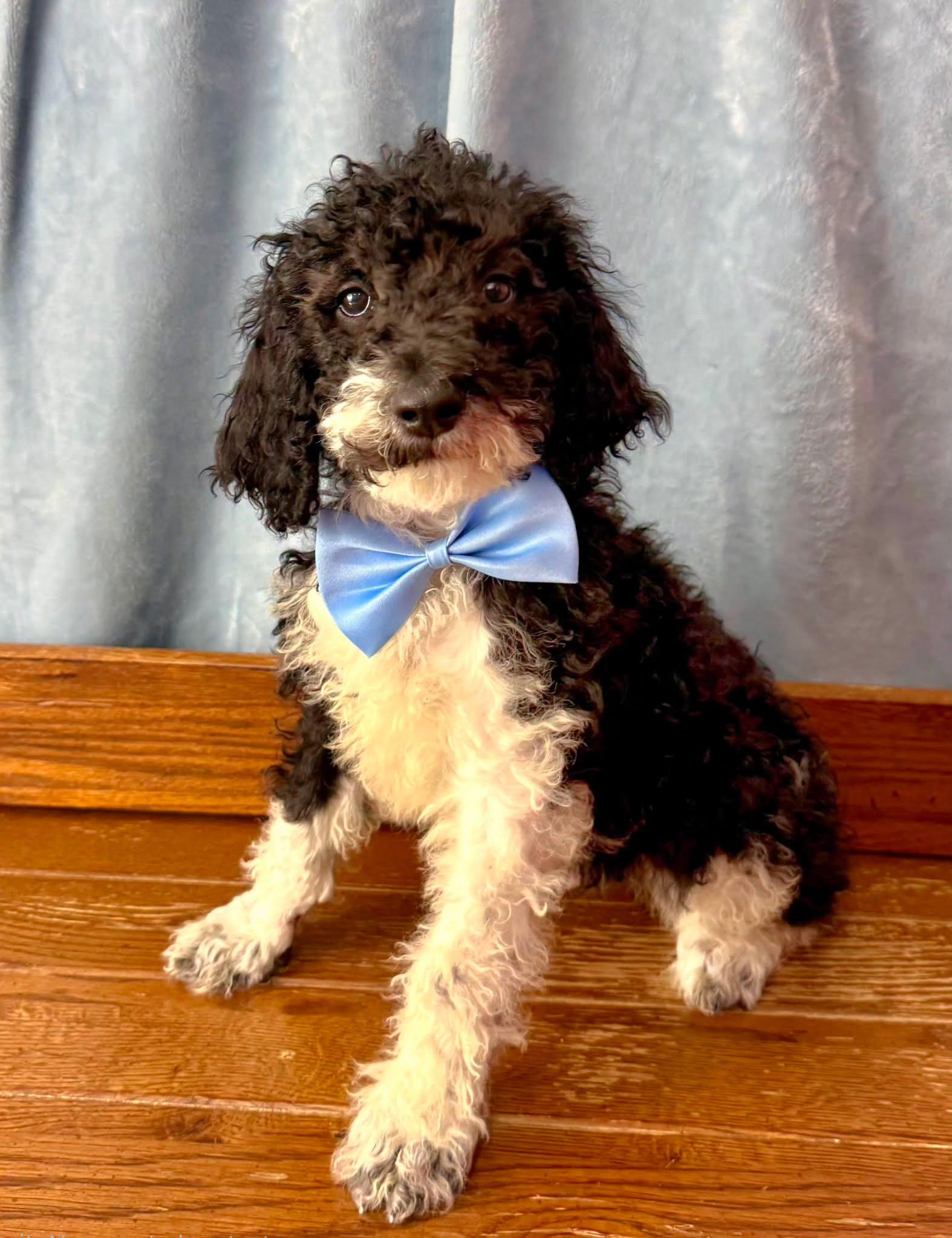 Paddy, Adoptable, Puppy Male Standard Poodle.