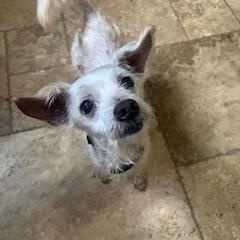 Enlarge Coach, a Adoptable mixed breed in Spring, TX image 4/5