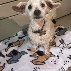 Enlarge Coach, a Adoptable mixed breed in Spring, TX image 3/5