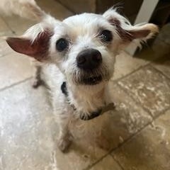 Enlarge Coach, a Adoptable mixed breed in Spring, TX image 5/5