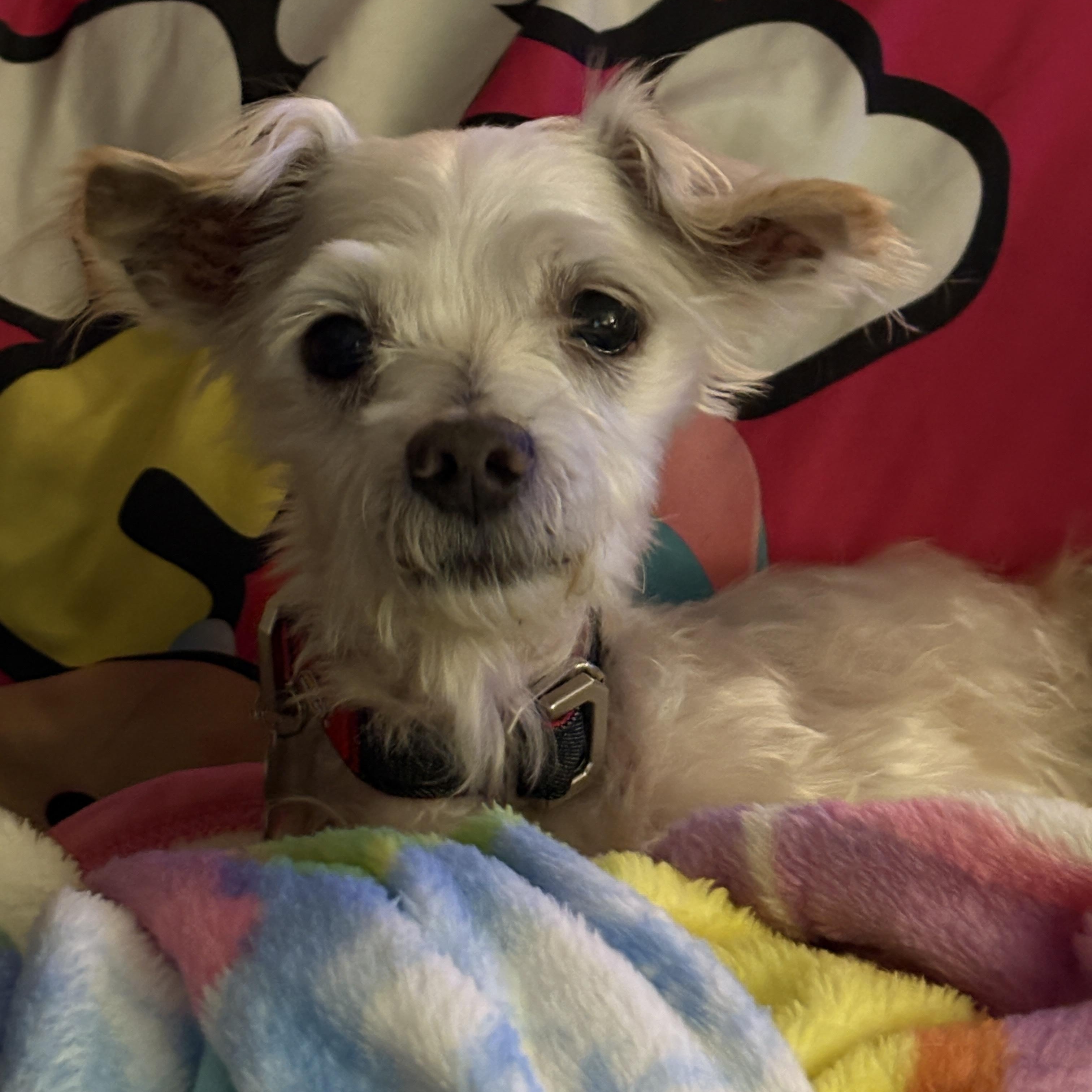 Coach, Adoptable, Senior Male Terrier & Mixed Breed.