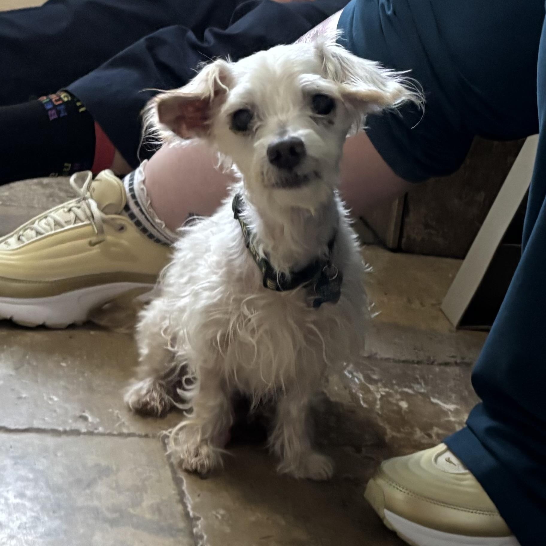 Enlarge Coach, a Adoptable mixed breed in Spring, TX image 2/5