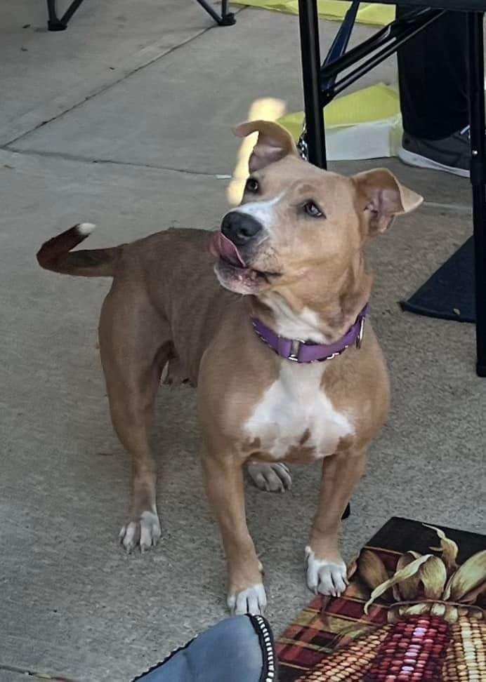 Enlarge Cerena, a Adoptable mixed breed in Plain City, OH image 1/6