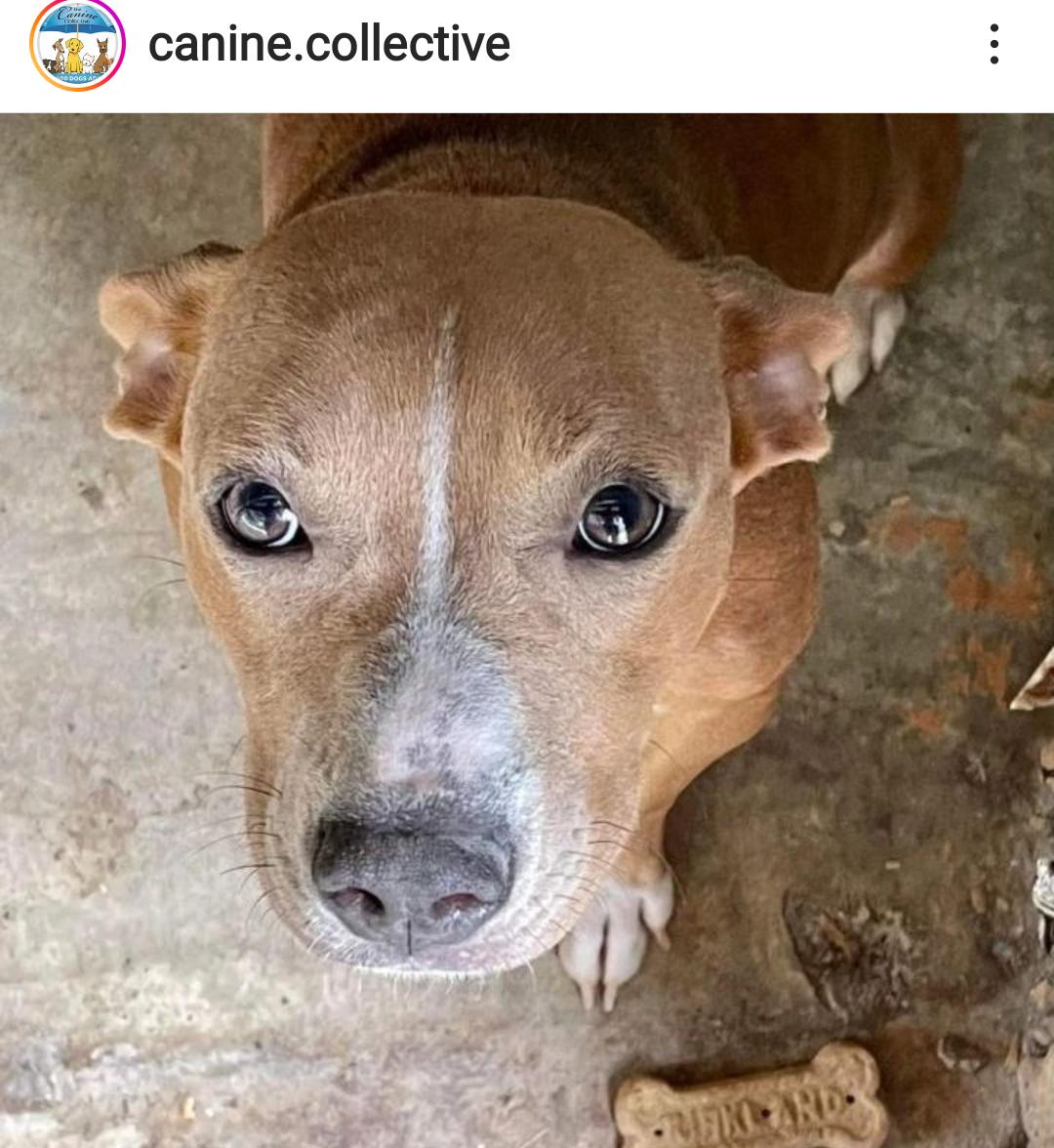 Cerena, Adoptable, Adult Female Boxer & Mixed Breed.