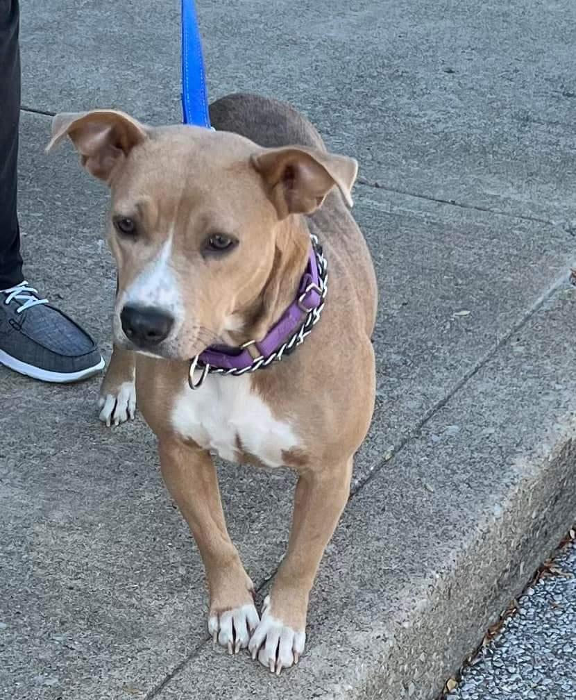 Enlarge Cerena, a Adoptable mixed breed in Plain City, OH image 2/6