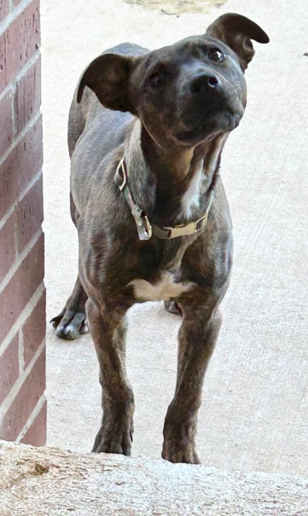 Enlarge Roxy, a Adoptable American Staffordshire Terrier in Newcastle, OK image 1/2