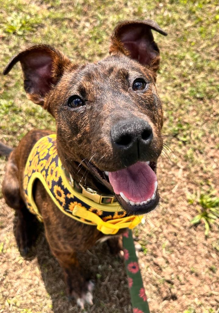 Enlarge Roxy, a Adoptable American Staffordshire Terrier in Newcastle, OK image 2/2