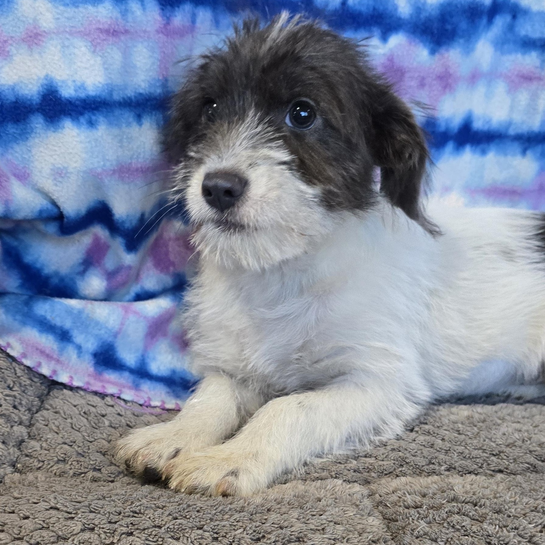 Enlarge Yang, an adopted mixed breed in Athens, AL image 2/4