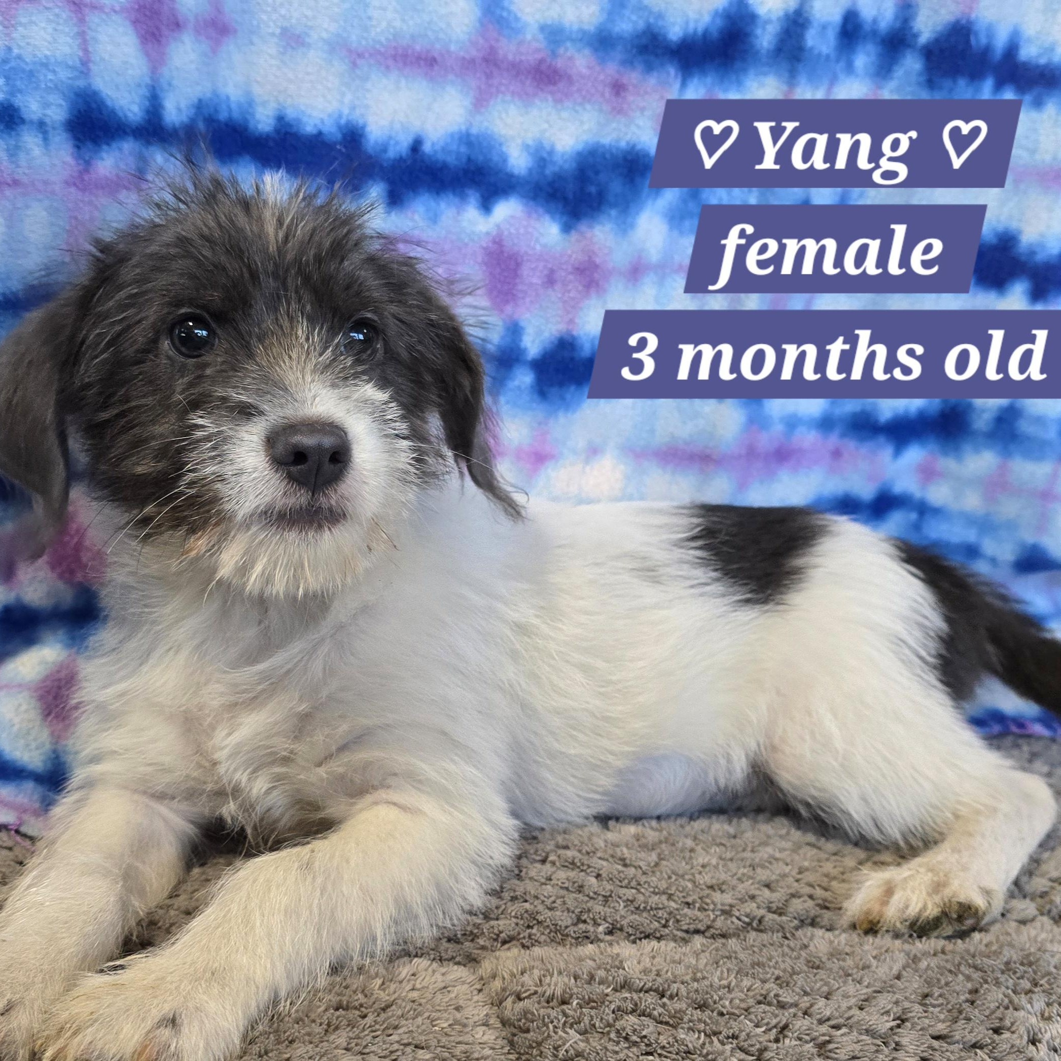 Yang, adopted, Puppy Female Jack Russell Terrier & Cairn Terrier.