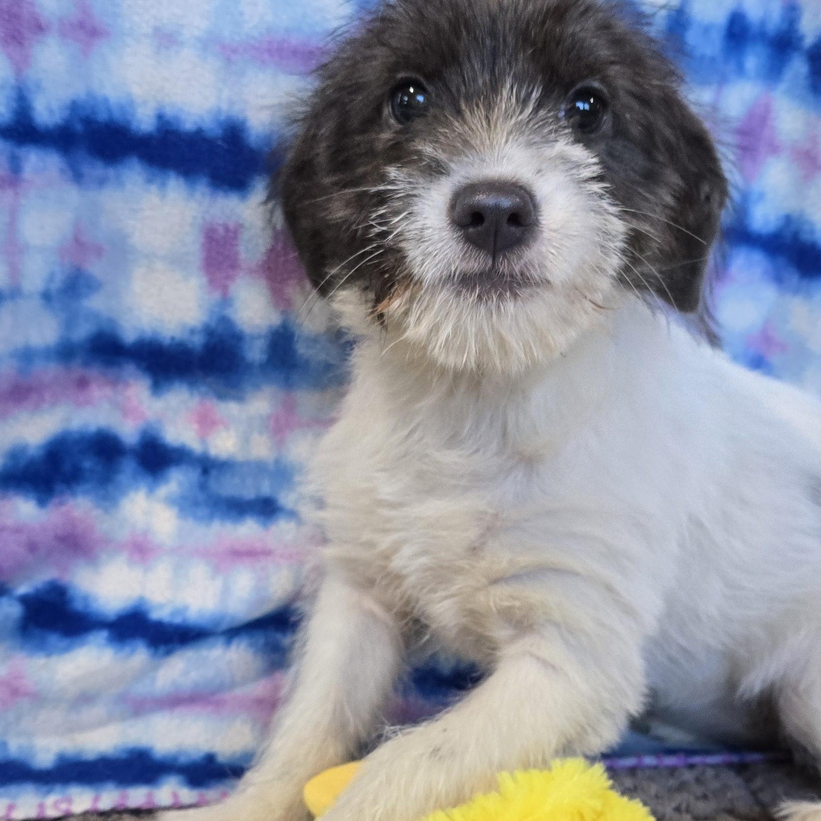 Enlarge Yang, an adopted mixed breed in Athens, AL image 3/4