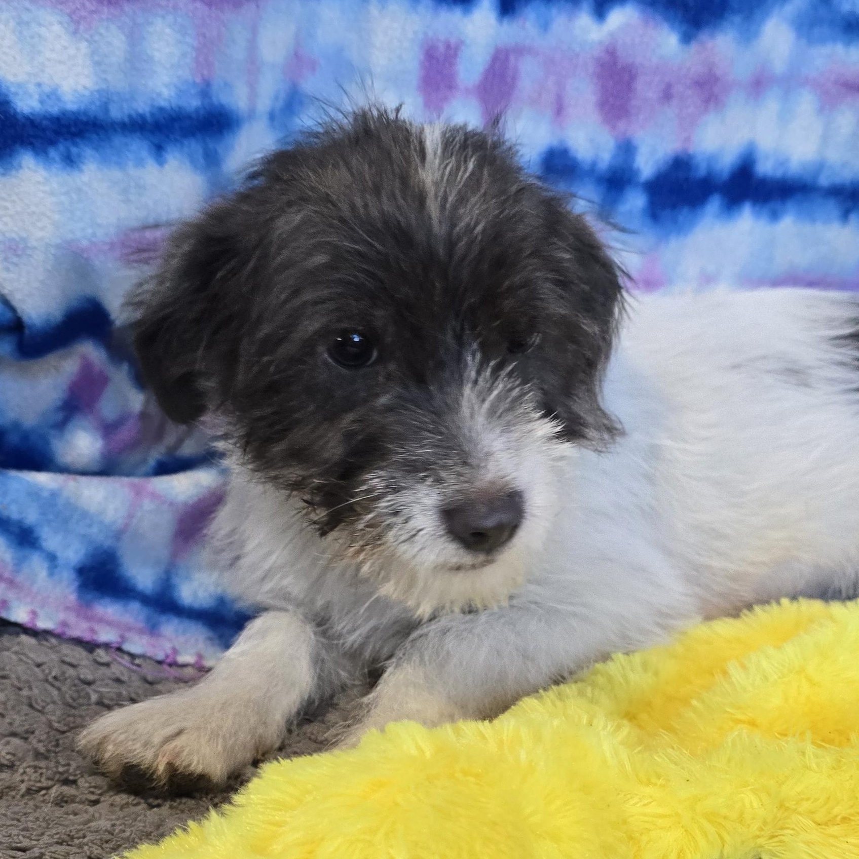 Enlarge Yang, an adopted mixed breed in Athens, AL image 4/4