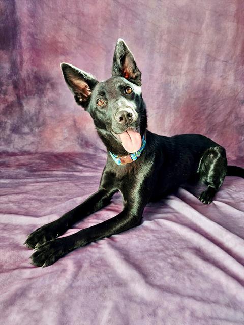 TINA, Adoptable, Young Female German Shepherd Dog & Mixed Breed.