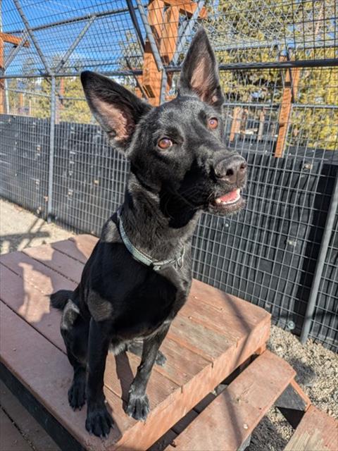 Enlarge TINA, a Adoptable mixed breed in Frisco, CO image 1/1