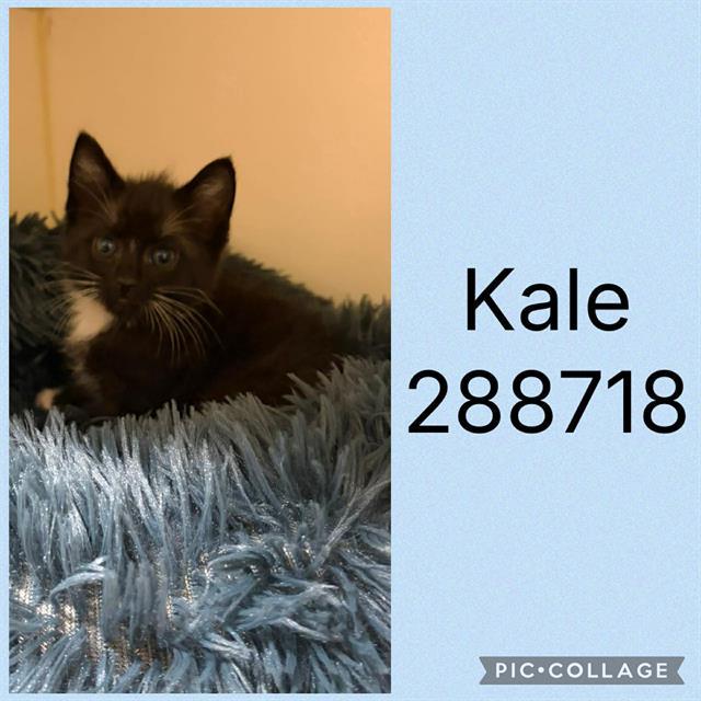 KALE, Adoptable, Kitten Female Domestic Short Hair.