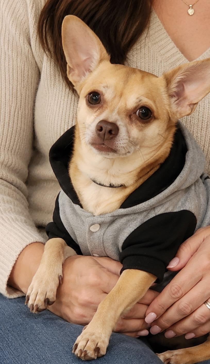 Oscar, loyal companion, a Adoptable Chihuahua in Milford , NH image 2/4