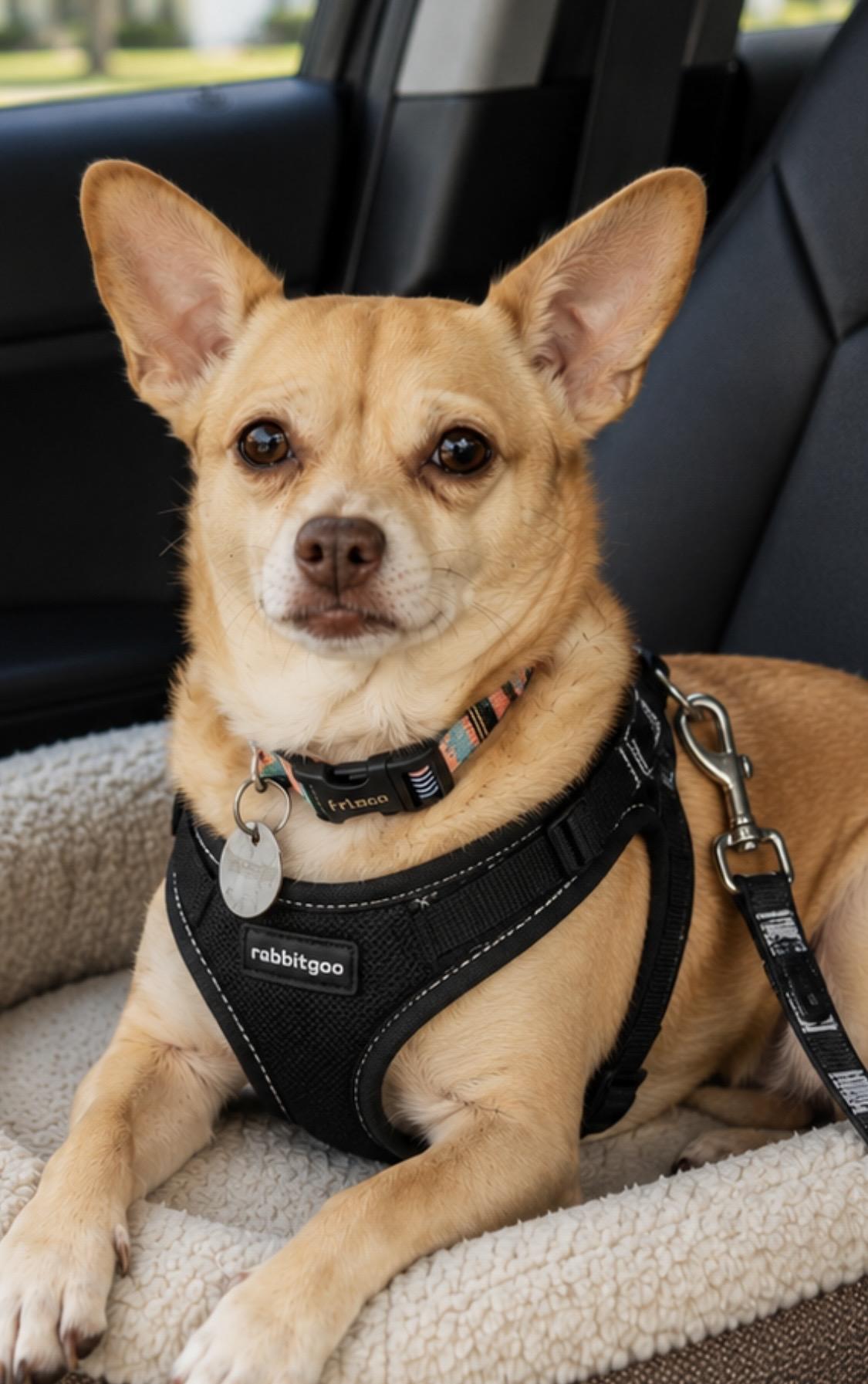 Oscar, loyal companion, a Adoptable Chihuahua in Milford , NH image 3/4