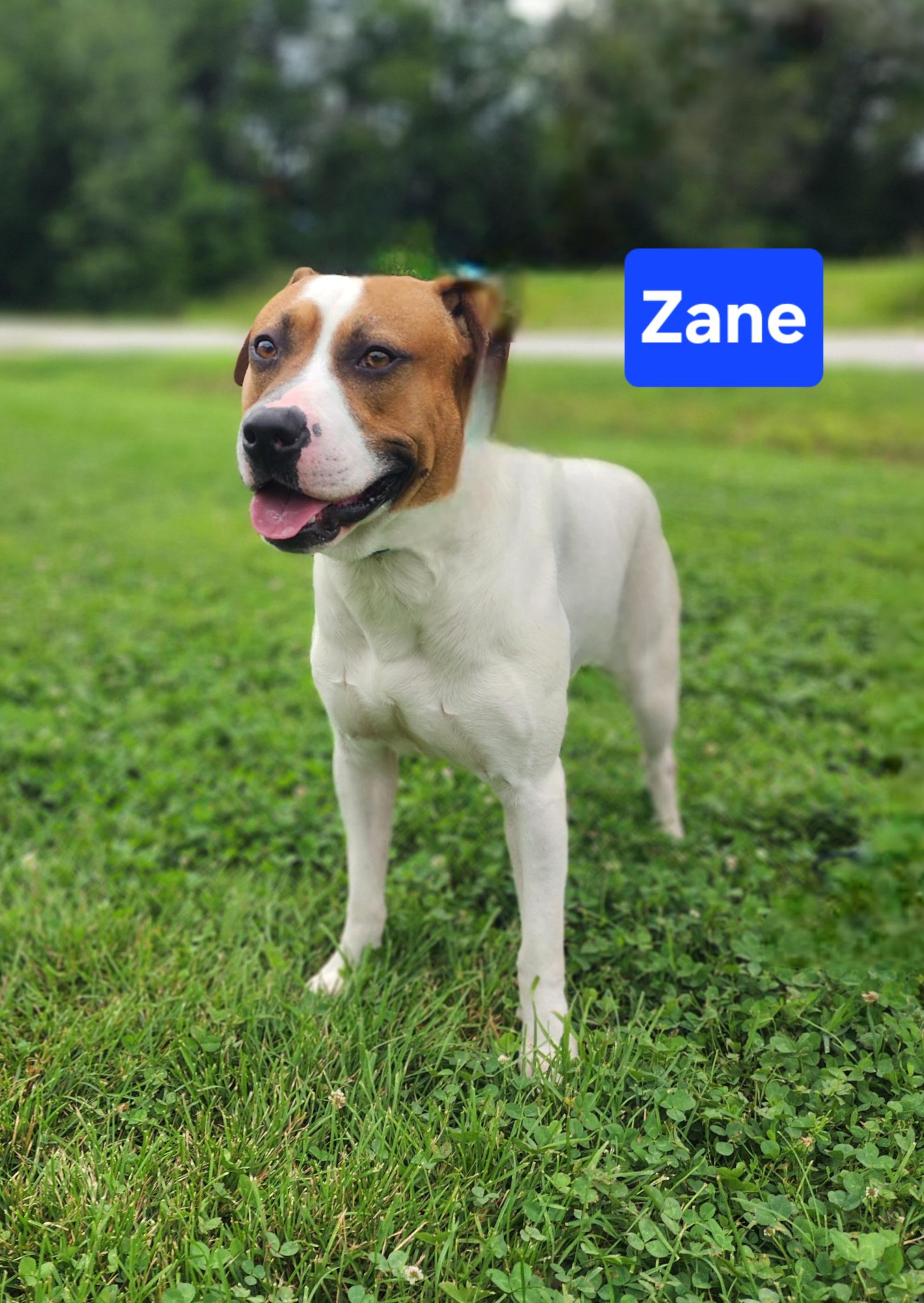 Zane, a ADOPTABLE mixed breed in Clinton, MO image 1/2