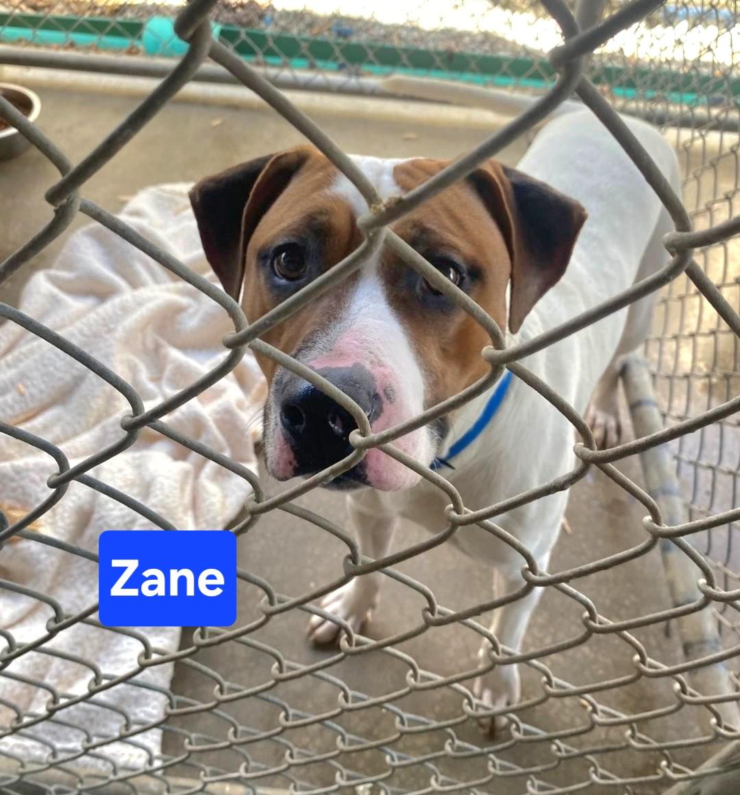 Zane, a ADOPTABLE mixed breed in Clinton, MO image 2/2