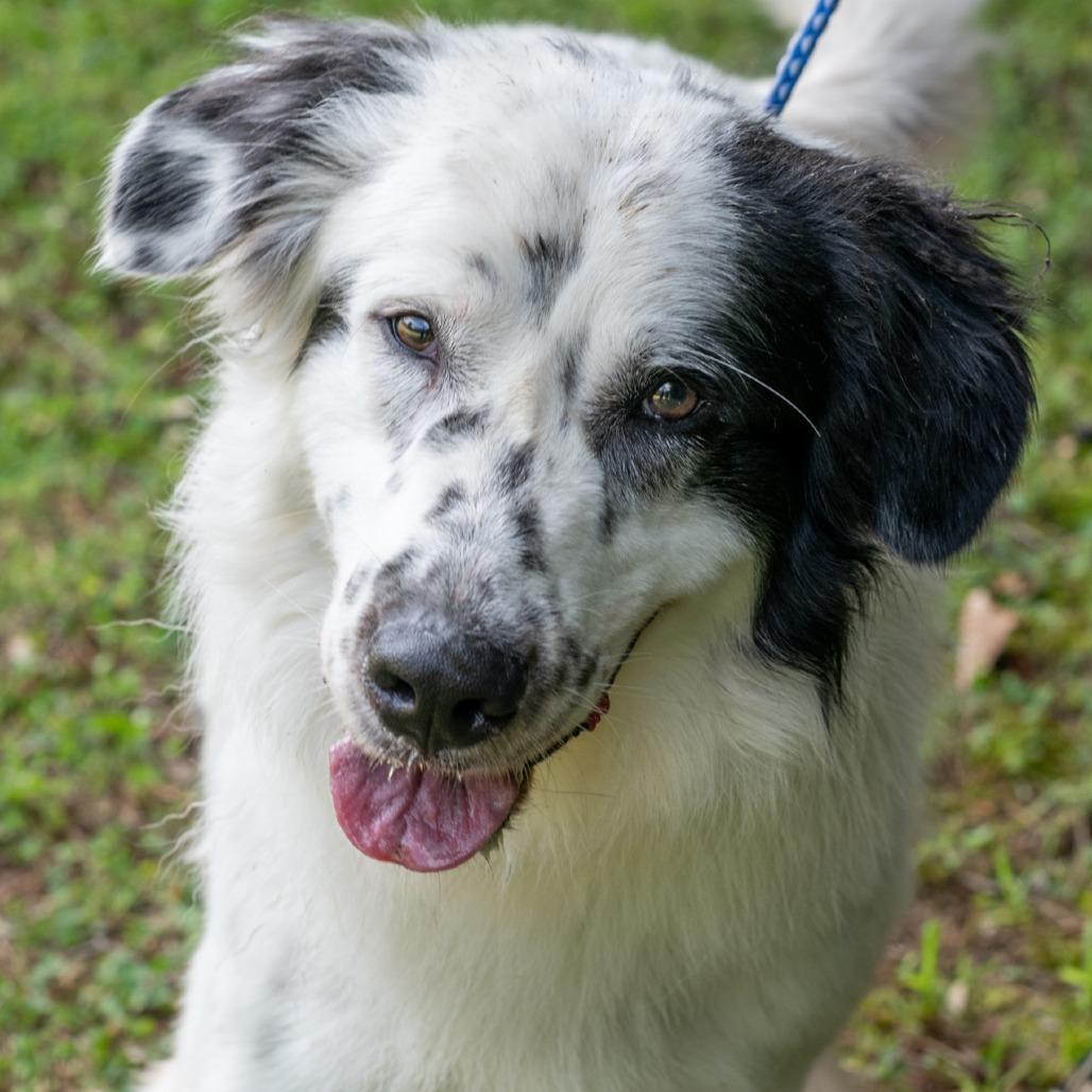 PICKLES-30878, Adoptable, Adult Male Setter & Mixed Breed.