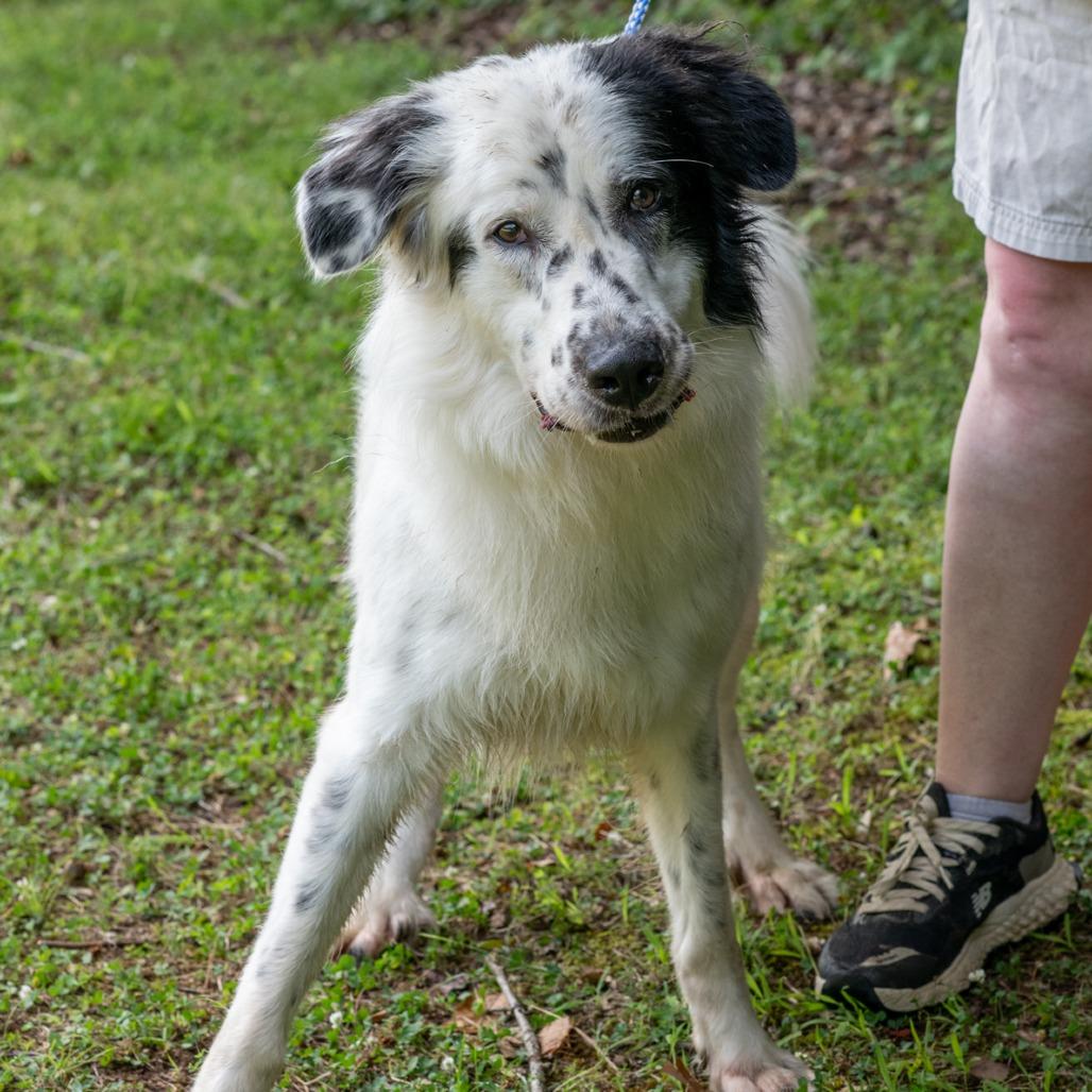 Enlarge PICKLES-30878, a Adoptable mixed breed in Bartlett, TN image 2/2