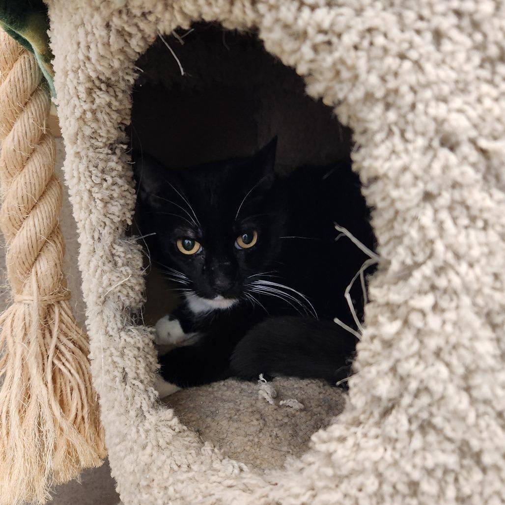 Enlarge Harley, a Adoptable Domestic Short Hair in Naperville, IL image 1/2