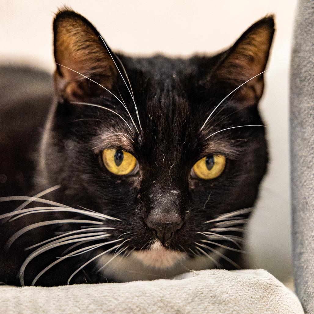 Enlarge Harley, a Adoptable Domestic Short Hair in Naperville, IL image 2/2