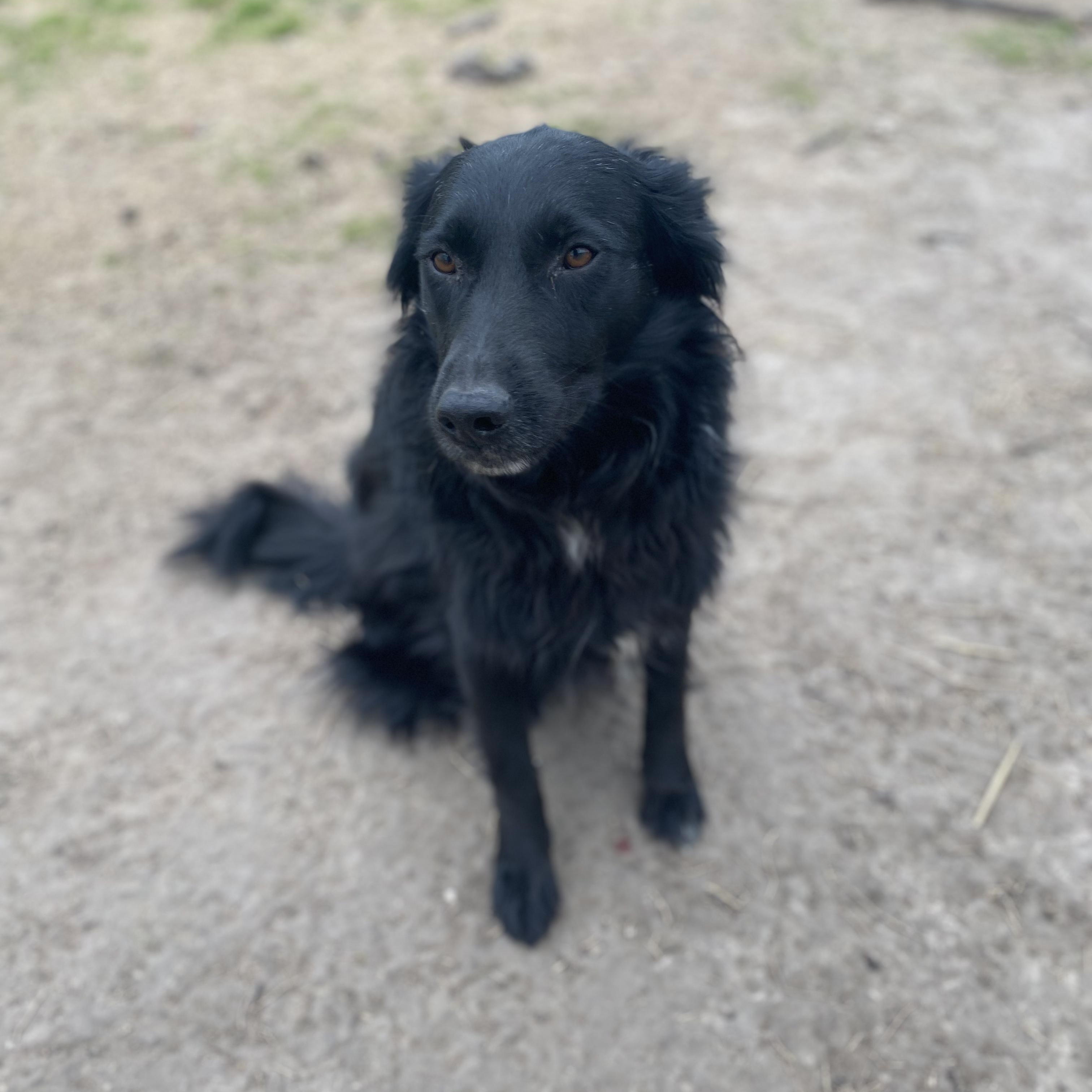 Jane, Adoptable, Adult Female Collie & Shepherd.