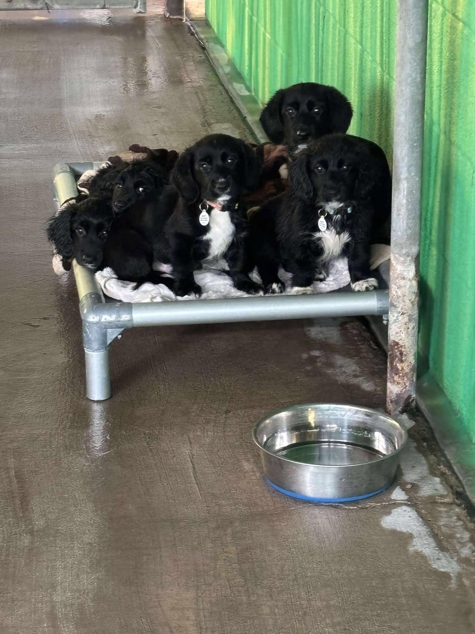 The Veggie Tails Litter